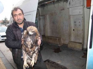 Yaralı kartala Bünyan Belediyesi sahip çıktı