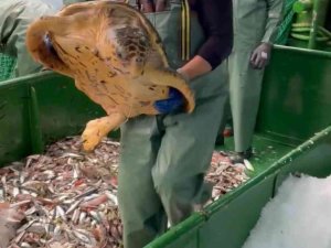 Çanakkale’de balıkçı ağlarına takılan caretta caretta denize salındı