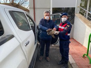 Jandarmanın yaralı bulduğu şahin tedavi altına alındı
