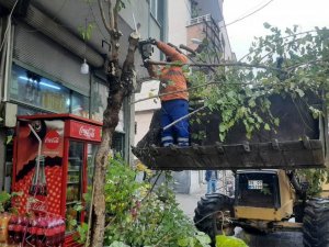 Kilis’te ağaçlar budanıyor