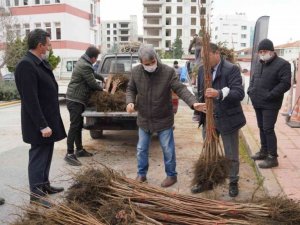 Büyükşehir Belediyeden üreticilere meyve fidanı desteği