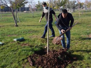 Ağaç kesen şahsa ağaç dikme cezası