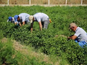 Aydınlı üreticilere müjde, destek ödemeleri başladı