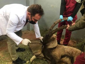 Yaralı halde bulunan dağ keçisi tedavi altına alındı
