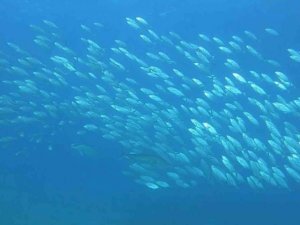 Tral sürüsünün av olmamak için aldığı şekil görenleri hayrete düşürdü