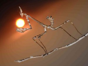 32 yıldır peygamberdevesinin ilginç karelerini fotoğraflıyor