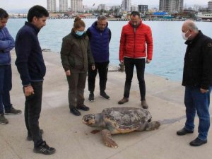 Halk plajı kıyısında ölü caretta caretta bulundu