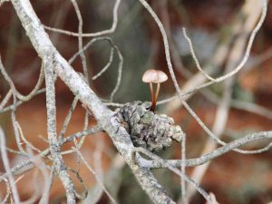 Kuru kozalak içinde yaşama tutundu