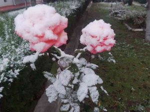 Rengarenk güller kar altında