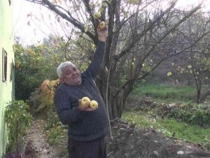Mersin’de armut ağacı aralık ayında meyve verdi