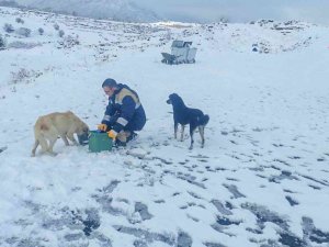 Talas Belediyesi’nden sokak hayvanları için 40 besleme noktası