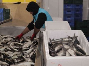 Dalyan kefali kilosu 20 liradan satılıyor