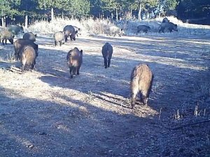 Kırıkkale’de yaban hayatı fotokapana yansıdı