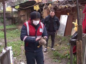 Soğuk havada bitkin düşen şahin Pendik’te yol kenarında bulundu
