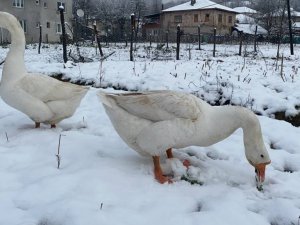 Bartın’da yüksek kesimlerde kar yağışı