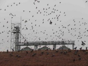 Soğuk havada yiyecek bulamayan yüzlerce güvercin silolara hücum etti