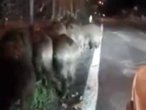 Giresun’da aç kalan domuz sürüsü köye indi