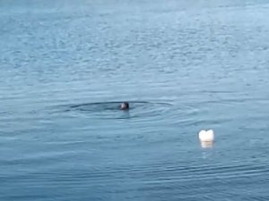 Abana’da limandaki su samurları kamerada