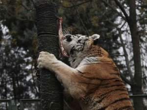 Zoopark’ta yırtıcı hayvanların beslenmeleri nefes kesti