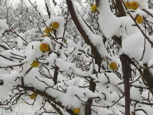Üzeri kar birikmiş sarı renkli elmalar kartpostallık görüntü oluşturdu