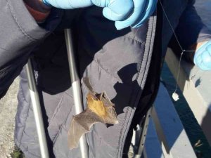 Oltaya balık yerine yarasa takıldı, görenler şaşkına döndü