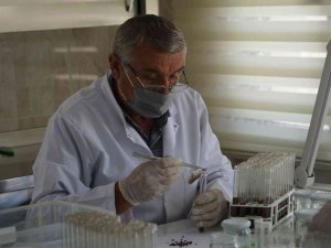 Ormanlara zarar veren milyonlarca zararlı böcek, yırtıcı böceklerle imha ediliyor