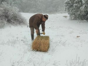Karla kaplanan Spil’de yılkı atları unutulmadı
