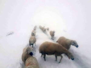 Kara yakalanan çobanların sürüleri ile göçü böyle görüntülendi
