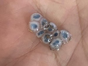 Nazar boncuğu şeklinde dolu yağdı, görenler şaşırıp kaldı