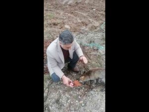 Kırklareli’nde tilki yol kesip, yiyecek istiyor