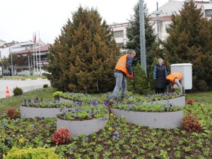 Safranbolu’da kışlık çiçeklerin dikimine başlandı