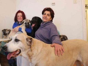Engelli ve hasta sokak hayvanlarına anne oldu