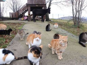 Kedi Kasabası’nın Misafir’i katır