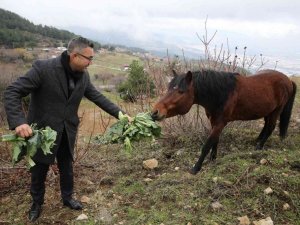Karla kaplanan Spil’deki yılkı atlarına şefkat eli