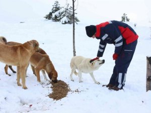 Meram’da kar yağışlarında sokak hayvanları unutulmadı