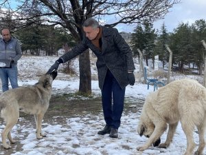 Belediye ekipleri sokak hayvanlarını besledi