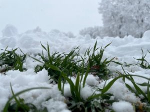 Karın altındaki çimlenme çiftçiye umut oldu