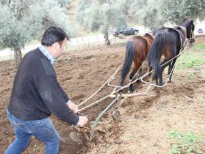 Aydın’da yağışı gören tarlaya indi
