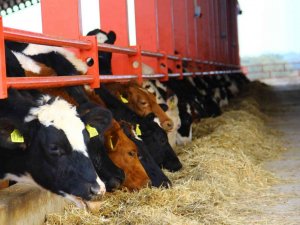 ADSYB’den ‘Düve desteği’ açıklaması