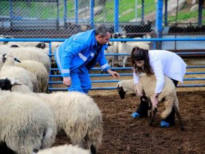 ADÜ Veteriner Fakültesi öğrencileri Sakız Koyunu Çiftliği’nde ders yaptı