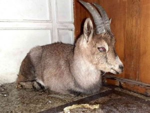 Yaralı yavru yaban keçisi koruma altına alındı