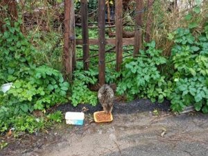 Sinop’ta sokak hayvanlarına mama