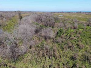 Kızılırmak Deltası’nda yanan alan kendini yeniliyor