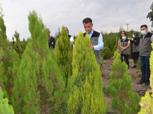 Mersin’de 2021 yılında 5 milyon 250 bin fidan üretildi