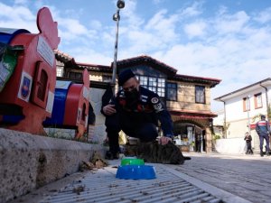 Sokak kedileri jandarma korumasında
