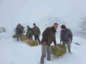 Karaman’da yaban hayvanlarına yem desteği