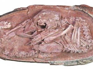 Çin’de 66 milyon yıl öncesine ait dinozor embriyosu bulundu