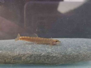 Yarım asırdır görülmeyen balık türü Batman’da görüldü