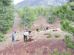 Beyşehir, Hüyük ve Derebucak’ta gelir getirici fidan dikimi gerçekleştirildi