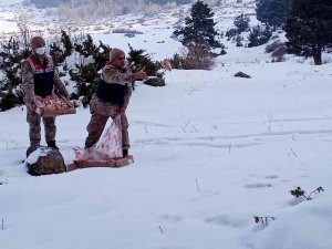 Mehmetçik yaban hayatı unutmadı